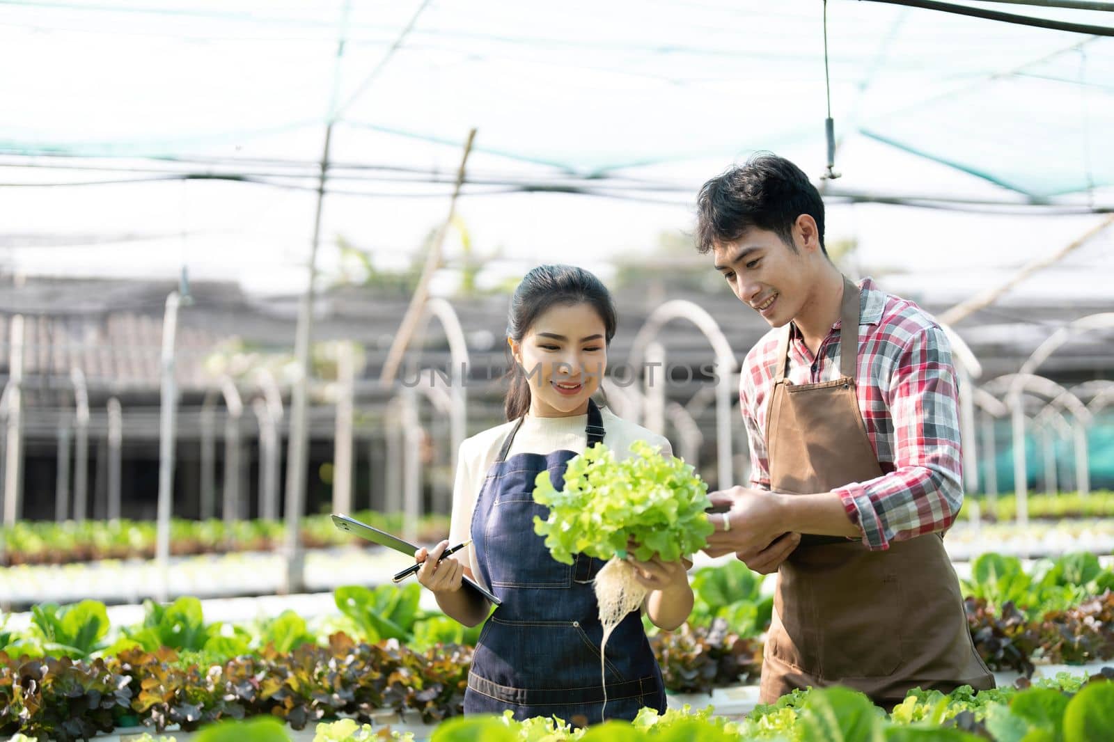 Young Asian farmers working in vegetables hydroponic farm with happiness. Portrait of man and woman farmer in farm by wichayada