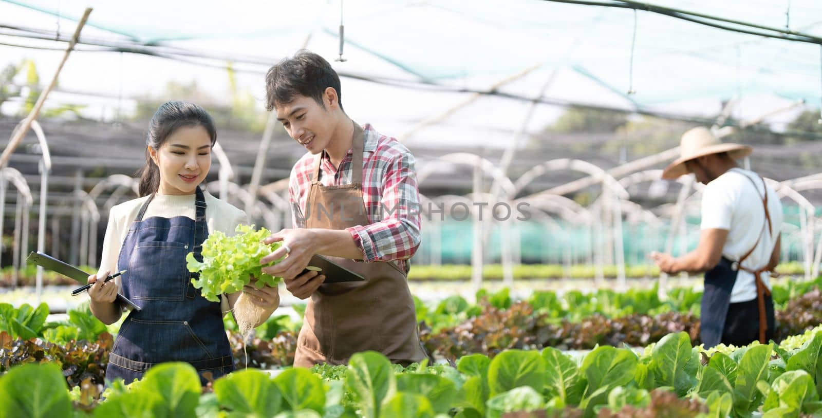 Young Asian farmers working in vegetables hydroponic farm with happiness. Portrait of man and woman farmer in farm