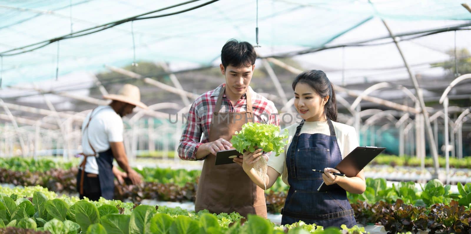 Young Asian farmers working in vegetables hydroponic farm with happiness. Portrait of man and woman farmer in farm by wichayada