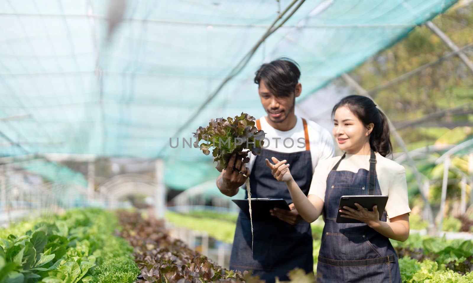 Gardener harvesting lettuce in garden. Team of Asian farmers working in garden. Man and woman using digital hydroponic technology. by wichayada