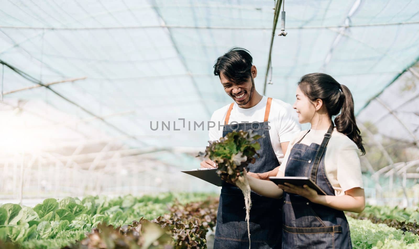 Gardener harvesting lettuce in garden. Team of Asian farmers working in garden. Man and woman using digital hydroponic technology. by wichayada