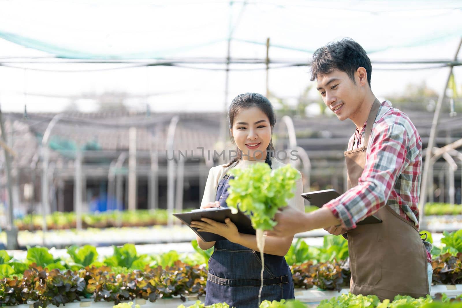 Young Asian farmers working in vegetables hydroponic farm with happiness. Portrait of man and woman farmer in farm by wichayada