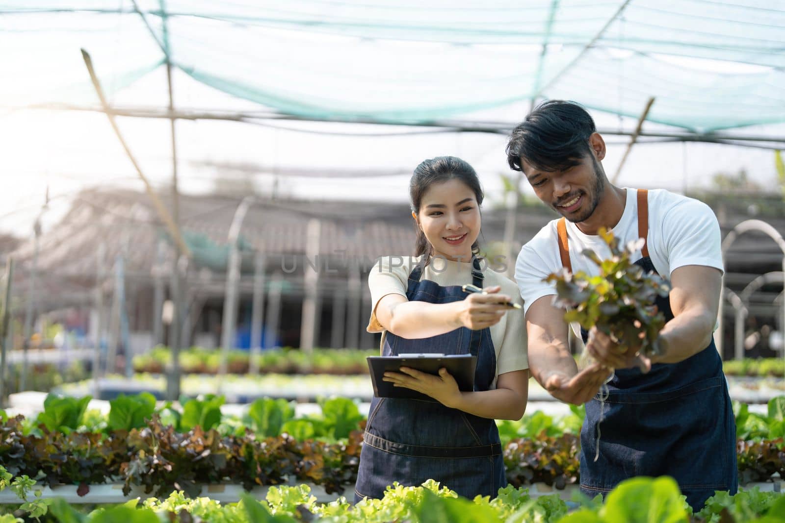 Gardener harvesting lettuce in garden. Team of Asian farmers working in garden. Man and woman using digital hydroponic technology.