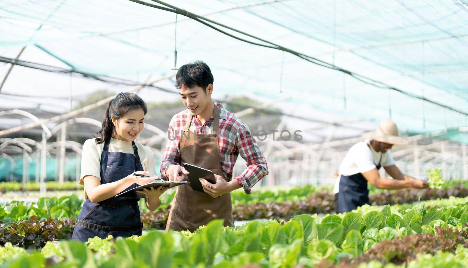 Young Asian farmers working in vegetables hydroponic farm with happiness. Portrait of man and woman farmer in farm by wichayada