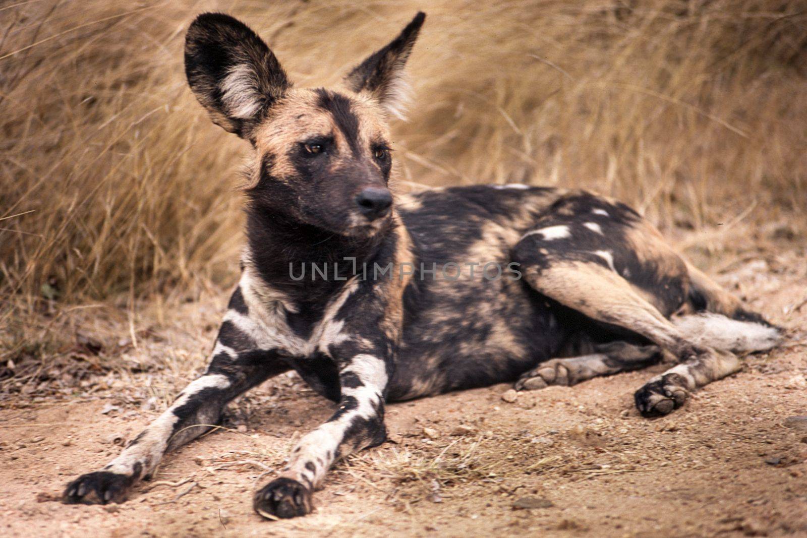 Wild Dog (Licaon pictus), Kruger National Park, Mpumalanga, South Africa