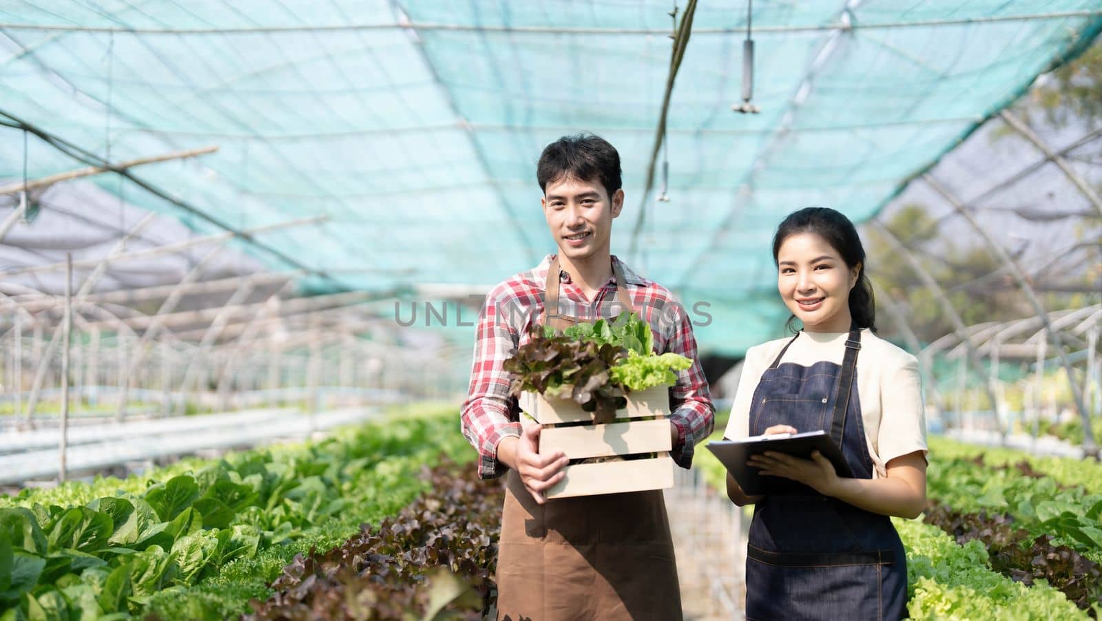 Asian couple farmers work in vegetables hydroponic farm with happiness. Attractive agriculturist young man and women harvesting green oak and lettuce put in carrying box together at green house farm. by wichayada