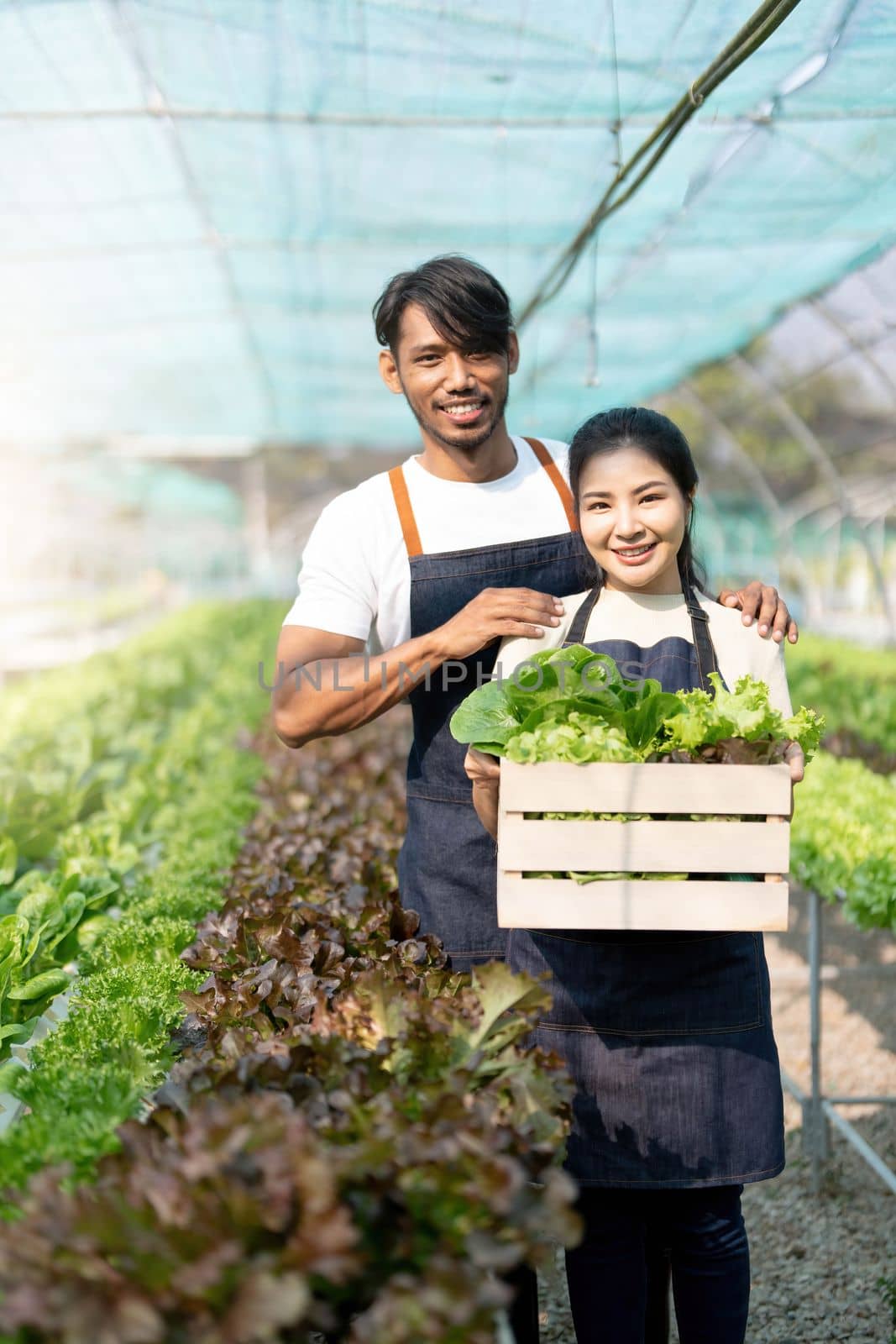 Two young Asian couple farmers working in vegetables hydroponic farm. Portrait of man and woman farmer carrying box of green salads looking at camera with smile in the green house farm....
