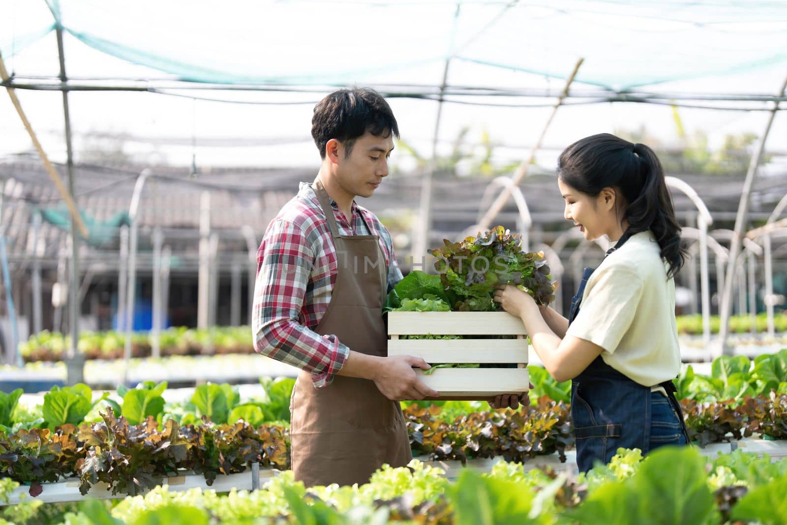 Asian couple farmers work in vegetables hydroponic farm with happiness. Attractive agriculturist young man and women harvesting green oak and lettuce put in carrying box together at green house farm. by wichayada