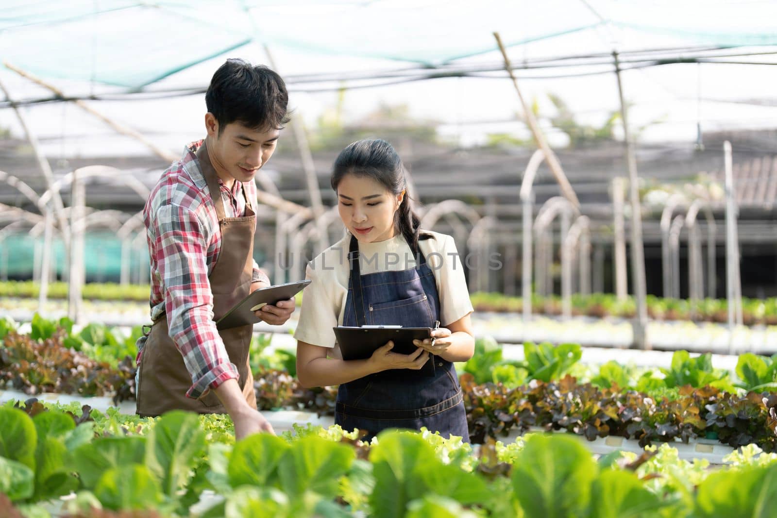 Young Asian farmers working in vegetables hydroponic farm with happiness. Portrait of man and woman farmer in farm by wichayada