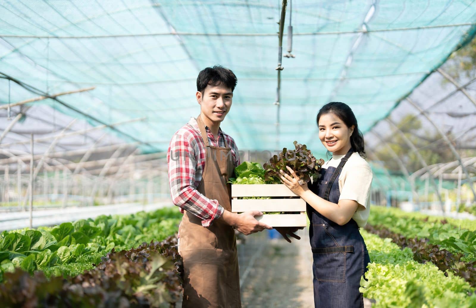 Asian couple farmers work in vegetables hydroponic farm with happiness. Attractive agriculturist young man and women harvesting green oak and lettuce put in carrying box together at green house farm...