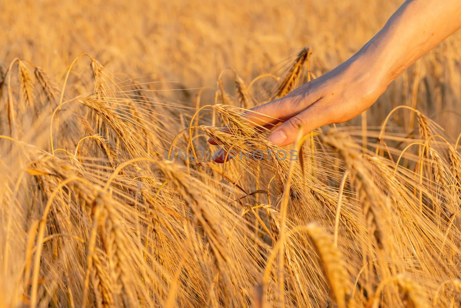 Female hand touches the golden ear wheat, caresses ears wheat grains, concept natural agriculture, summer harvest, farm agricultural industry