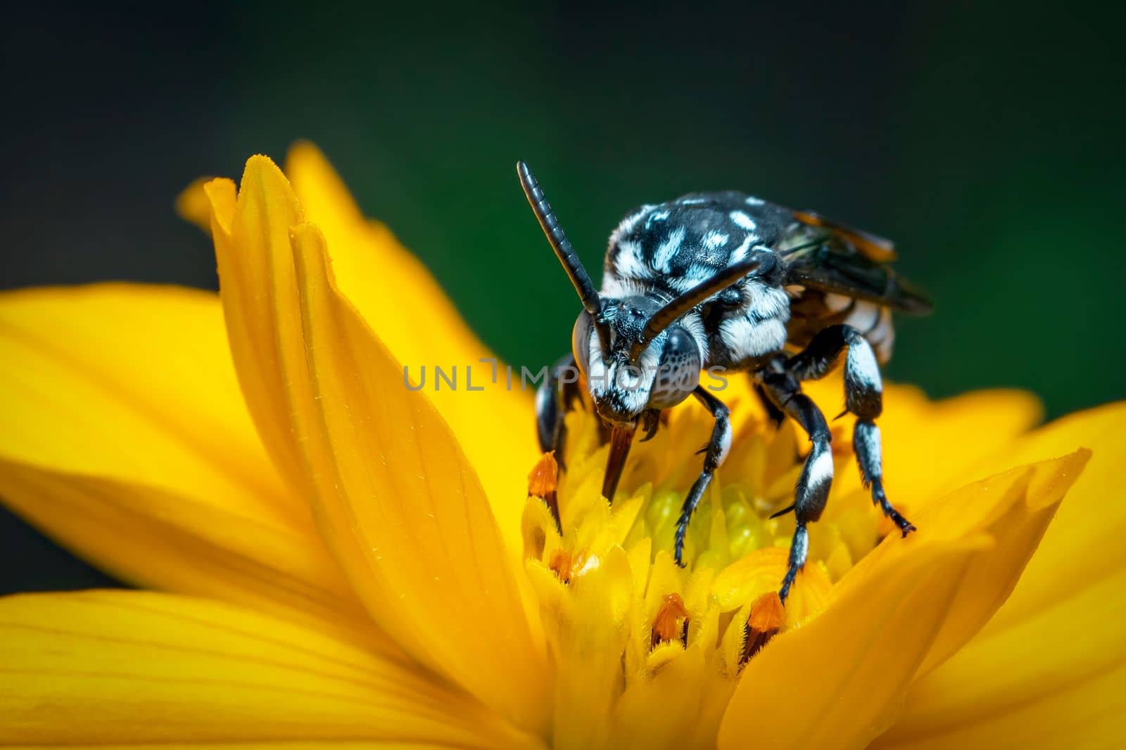 Image of neon cuckoo bee (Thyreus nitidulus) on yellow flower pollen collects nectar on a natural background. Insect. Animal. by yod67
