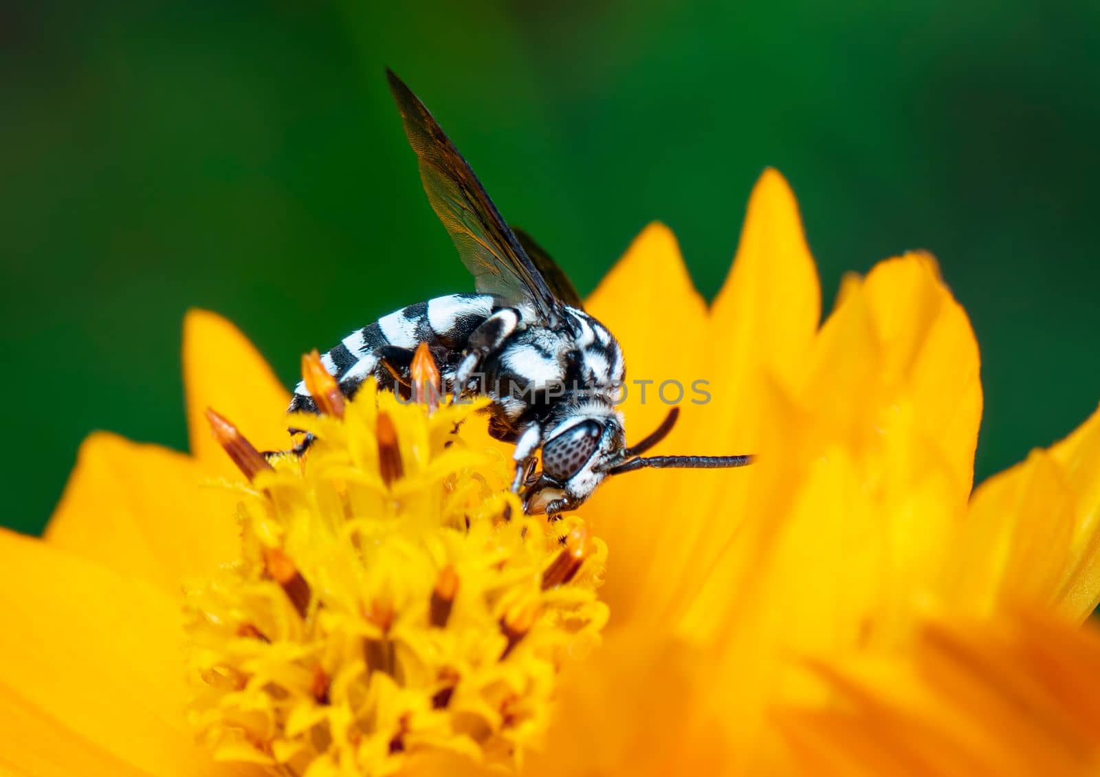 Image of neon cuckoo bee (Thyreus nitidulus) on yellow flower pollen collects nectar on a natural background. Insect. Animal. by yod67