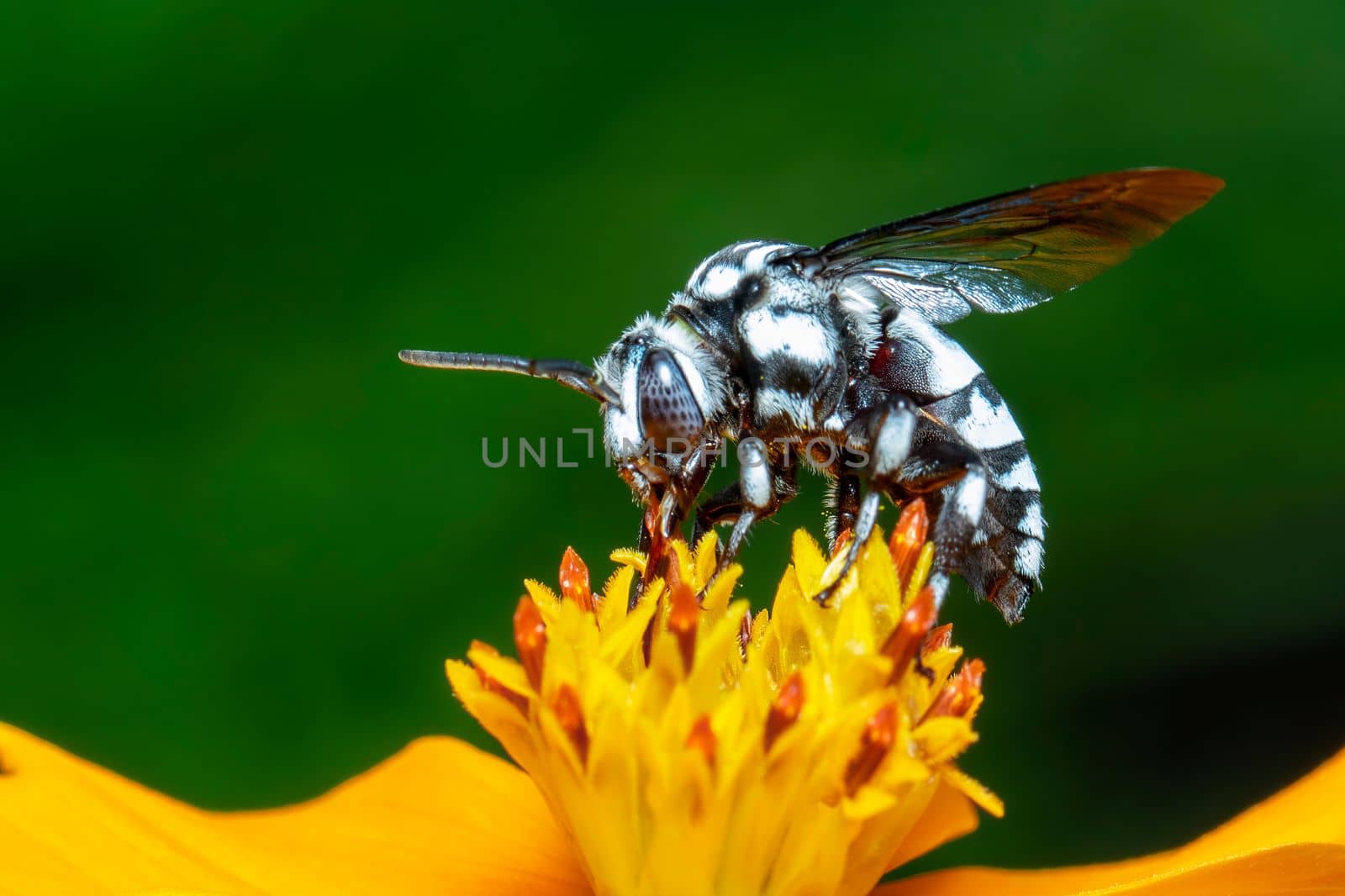 Image of neon cuckoo bee (Thyreus nitidulus) on yellow flower pollen collects nectar on a natural background. Insect. Animal.