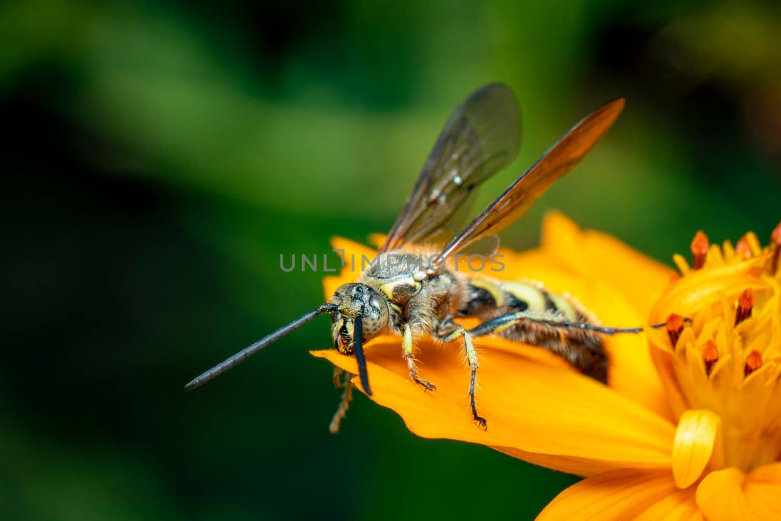 Image of Beewolf or Beewolves or Beewolves(Philanthus) on yellow flower on a natural background. Are bee-hunters or bee-killer wasps., Insect. Animal. by yod67