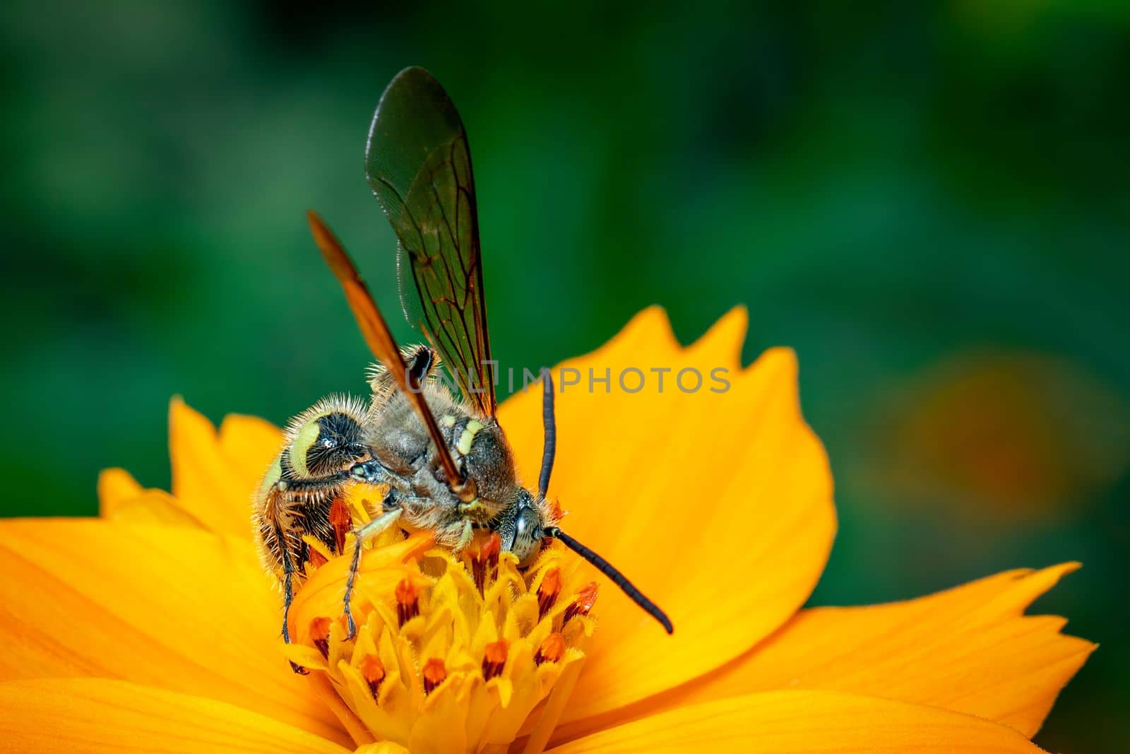 Image of Beewolf or Beewolves(Philanthus) on yellow flower on a natural background. Are bee-hunters or bee-killer wasps., Insect. Animal. by yod67