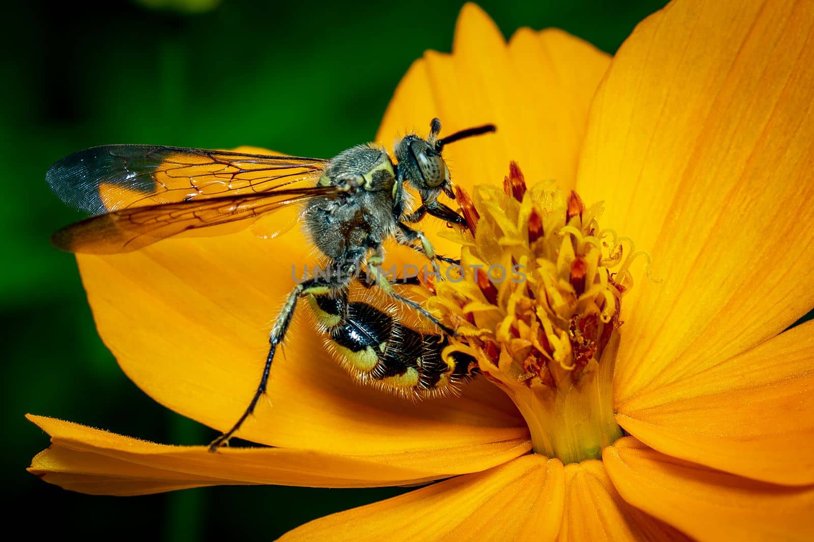 Image of Beewolf or Beewolves(Philanthus) on yellow flower on a natural background. Are bee-hunters or bee-killer wasps., Insect. Animal. by yod67