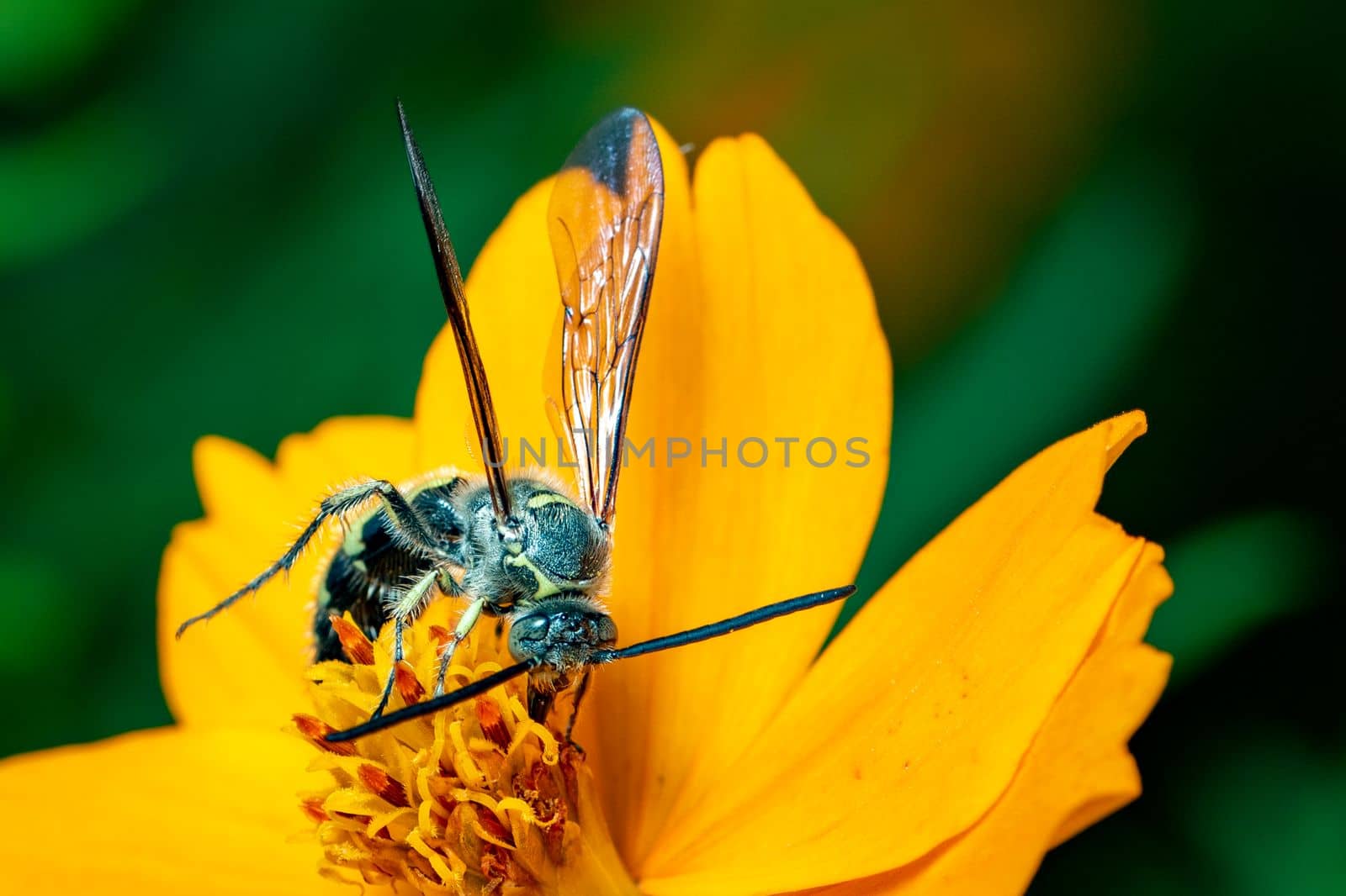 Image of Beewolf or Beewolves(Philanthus) on yellow flower on a natural background. Are bee-hunters or bee-killer wasps., Insect. Animal.