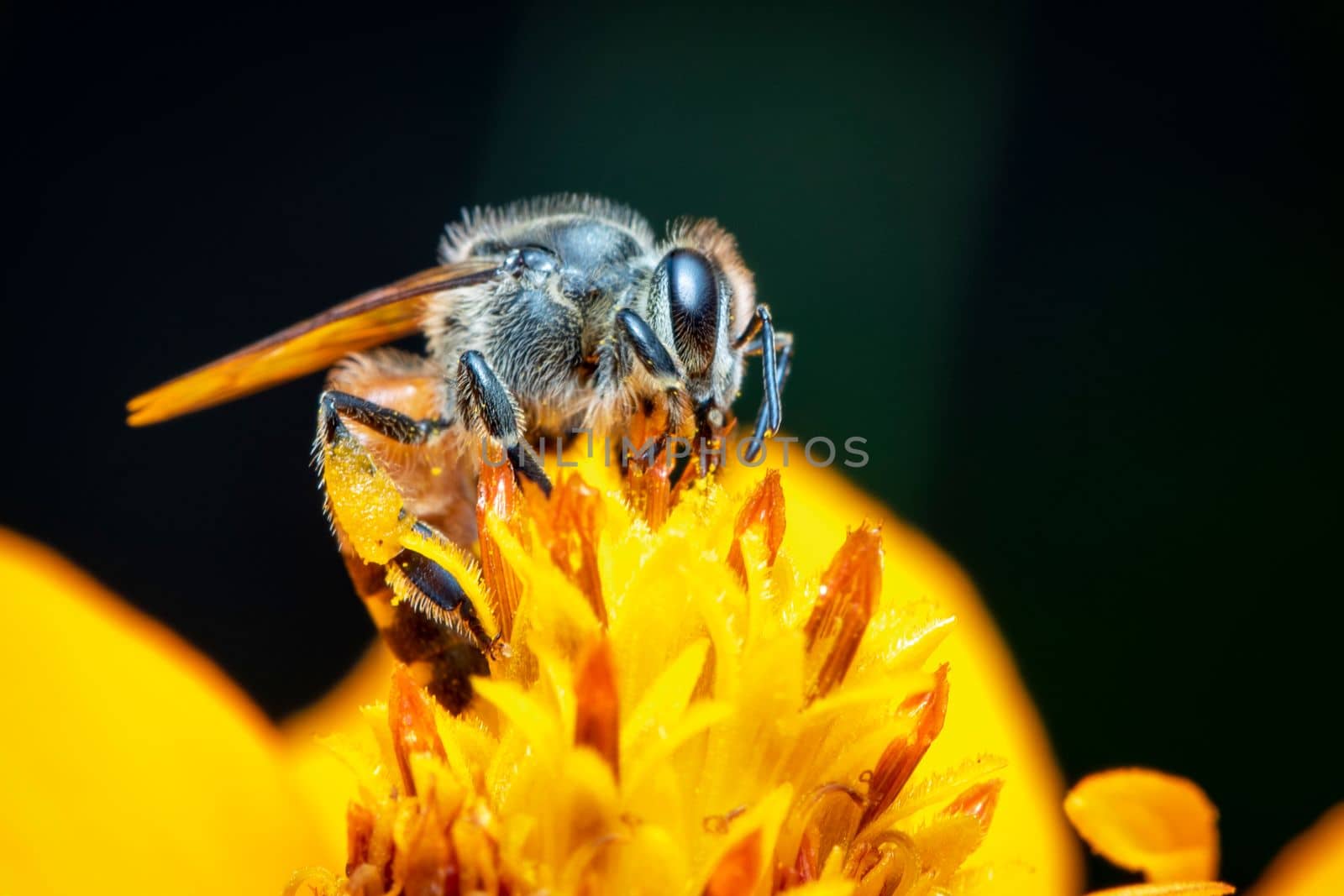 Image of little bee or dwarf bee(Apis florea) on yellow flower collects nectar on a natural background. Insect. Animal. by yod67