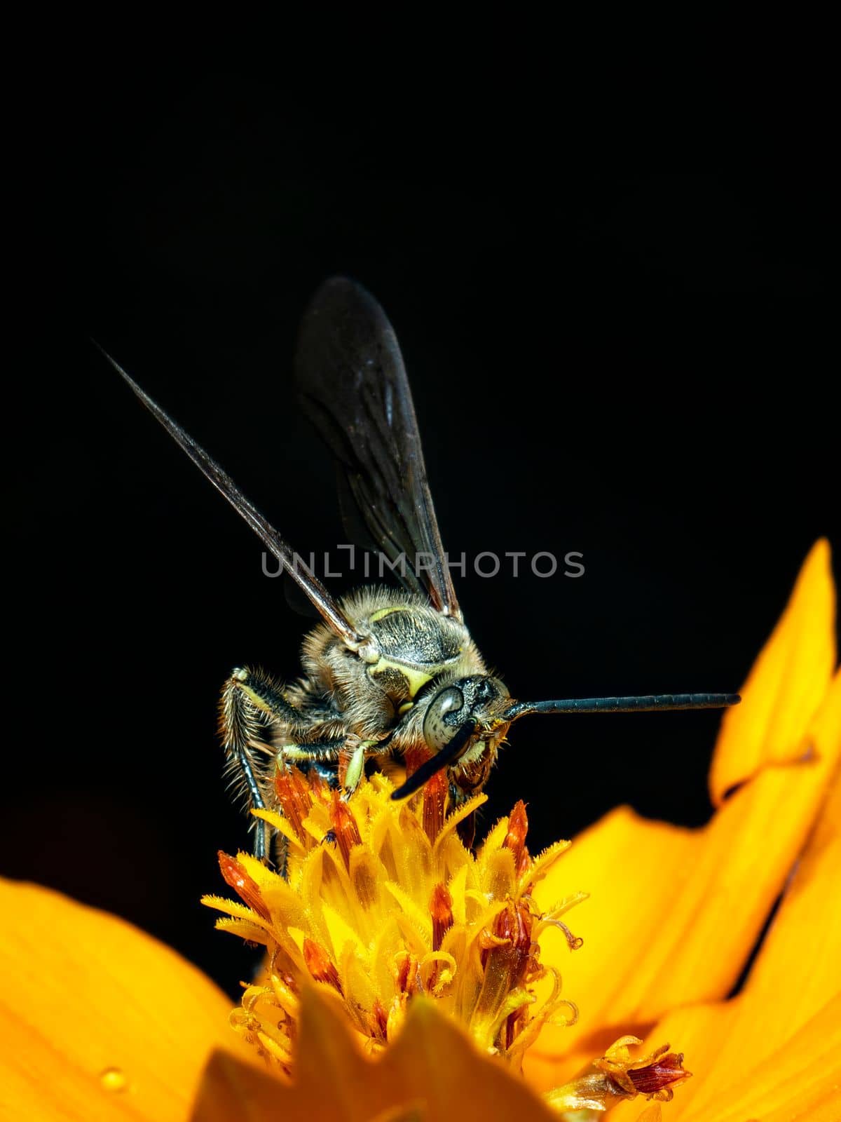 Image of Beewolf or Beewolves(Philanthus) on yellow flower on a natural background. Are bee-hunters or bee-killer wasps., Insect. Animal.