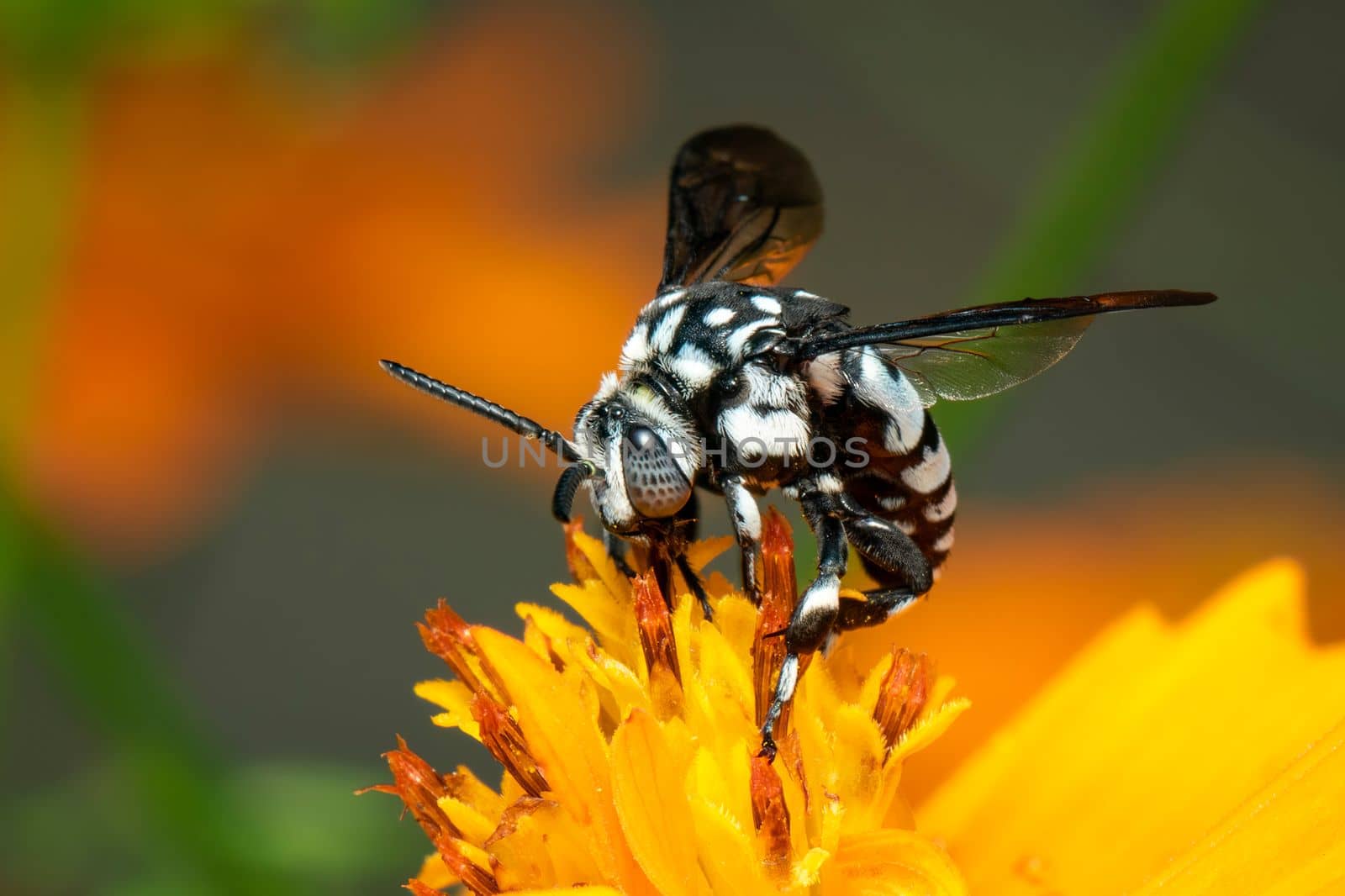 Image of neon cuckoo bee (Thyreus nitidulus) on yellow flower pollen collects nectar on a natural background. Insect. Animal.