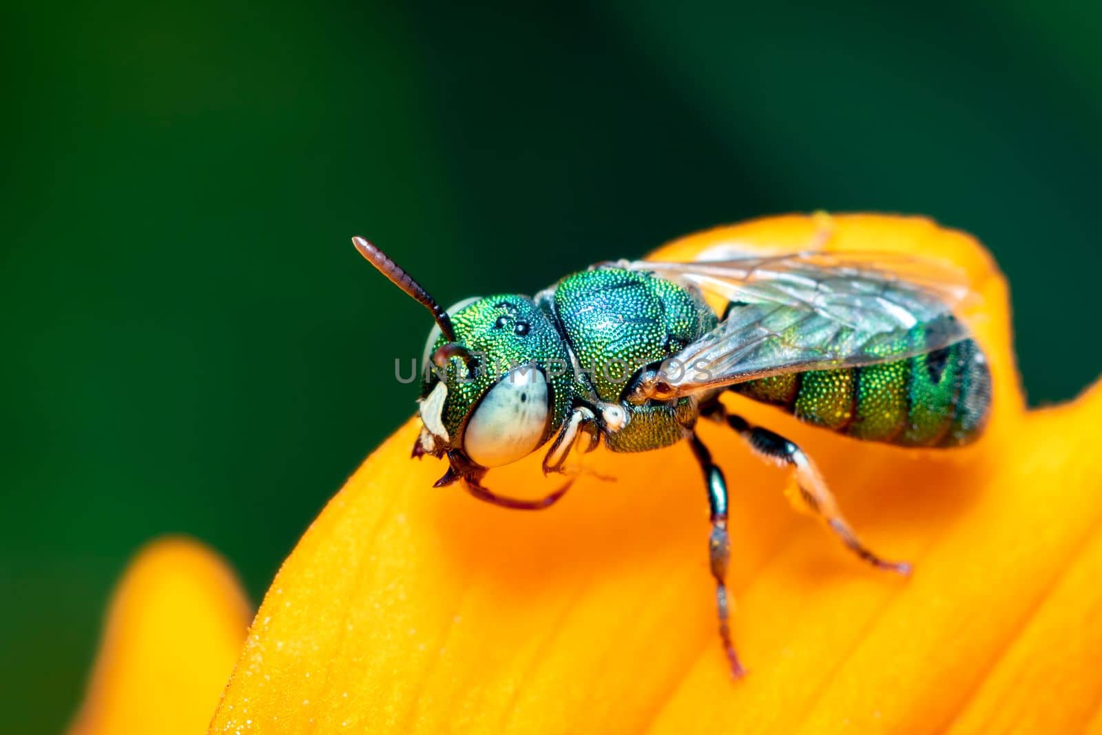 Image of Ceratina (Pithitis) smaragdula on yellow flower on a natural background. Bee. Insect. Animal. by yod67