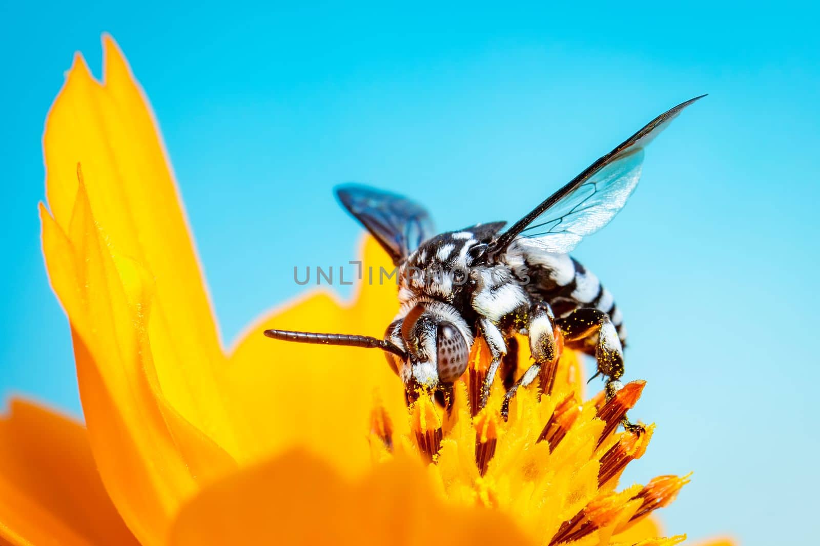 Image of neon cuckoo bee (Thyreus nitidulus) on yellow flower pollen collects nectar on blue background with space blur background for text.. Insect. Animal.