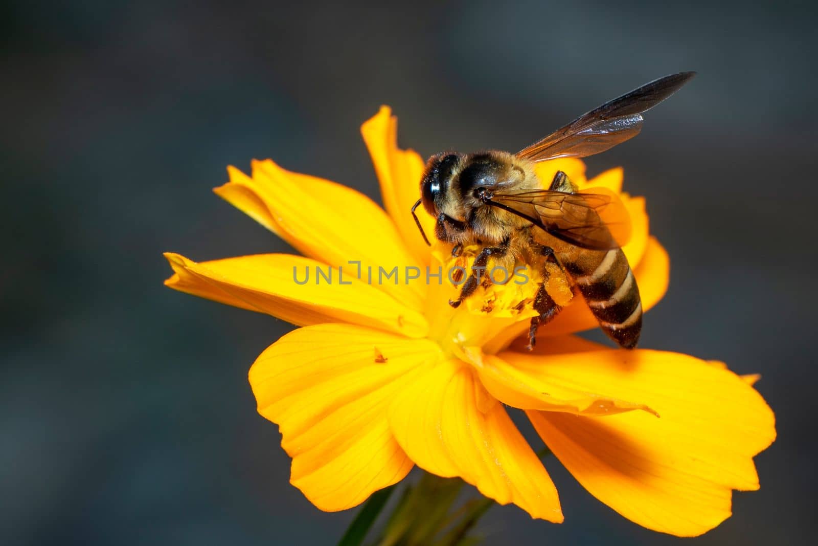 Image of giant honey bee(Apis dorsata) on yellow flower collects nectar on a natural background. Golden honeybee on flower pollen. Insect. Animal. by yod67