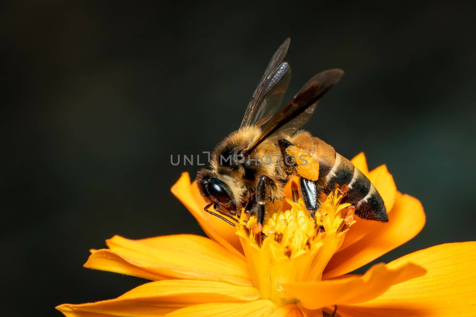 Image of giant honey bee(Apis dorsata) on yellow flower collects nectar on a natural background. Golden honeybee on flower pollen. Insect. Animal.