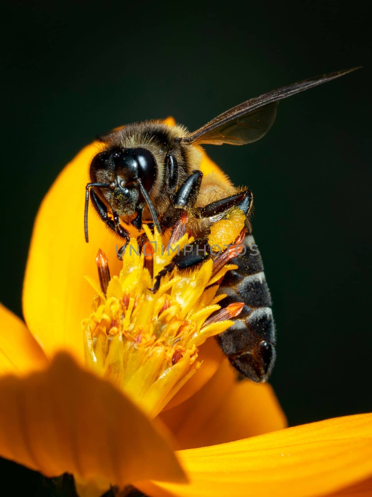 Image of giant honey bee(Apis dorsata) on yellow flower collects nectar on a natural background. Golden honeybee on flower pollen. Insect. Animal. by yod67