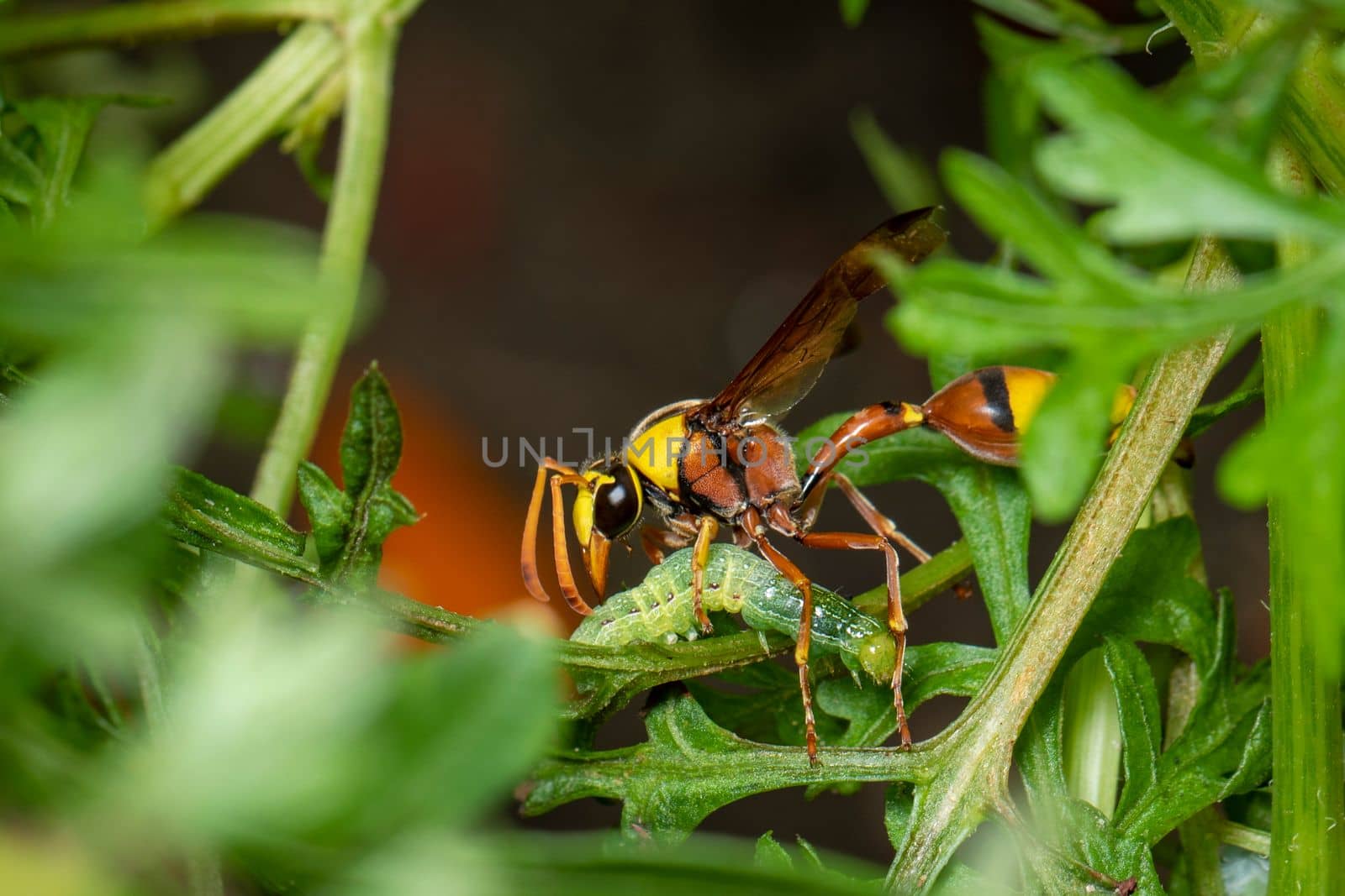 Image of paper wasp was eating the worm victim. on a natural background. Insect. Animal. by yod67