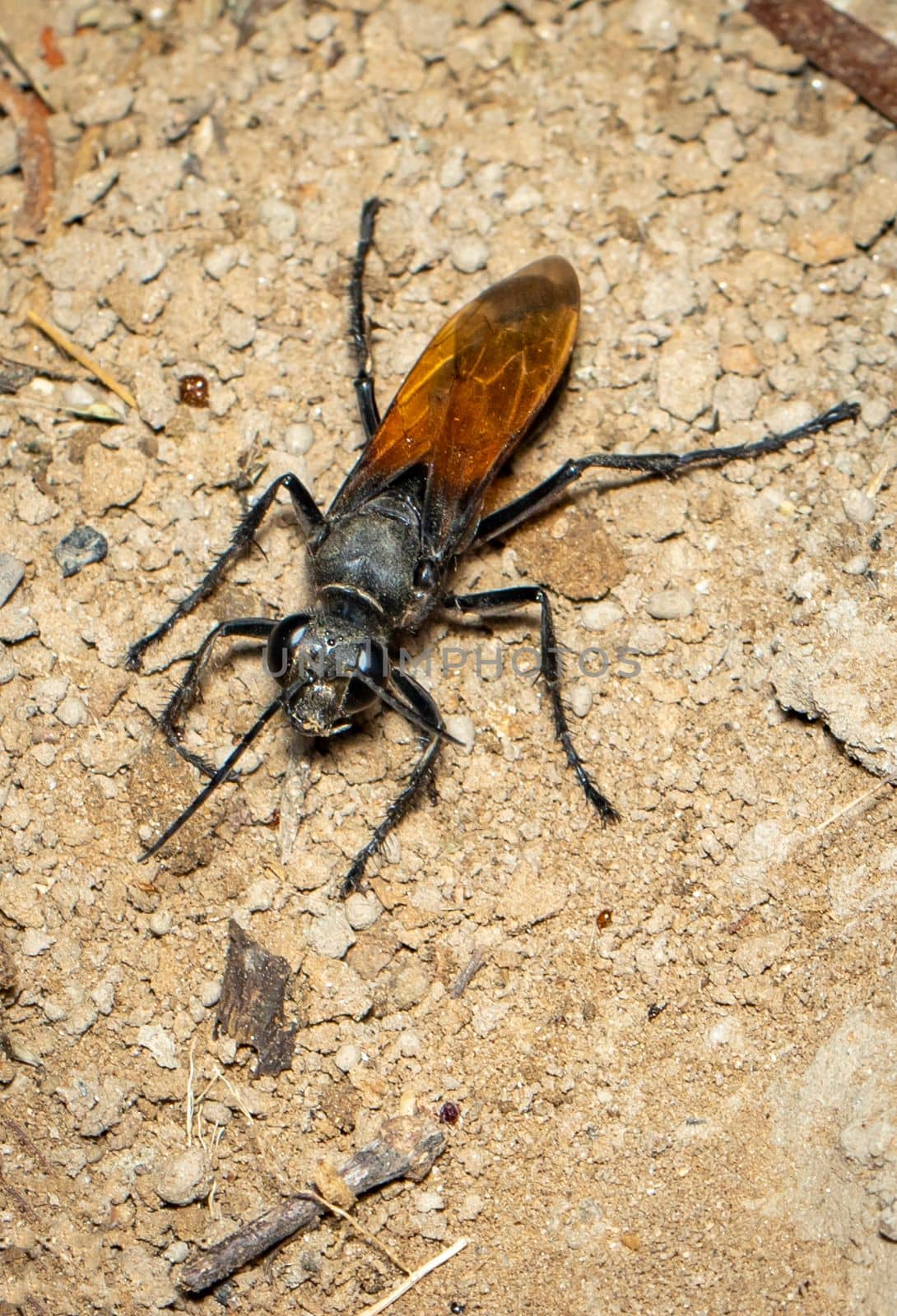 Image of sand digger wasp on the ground background., Insect. Animal.
