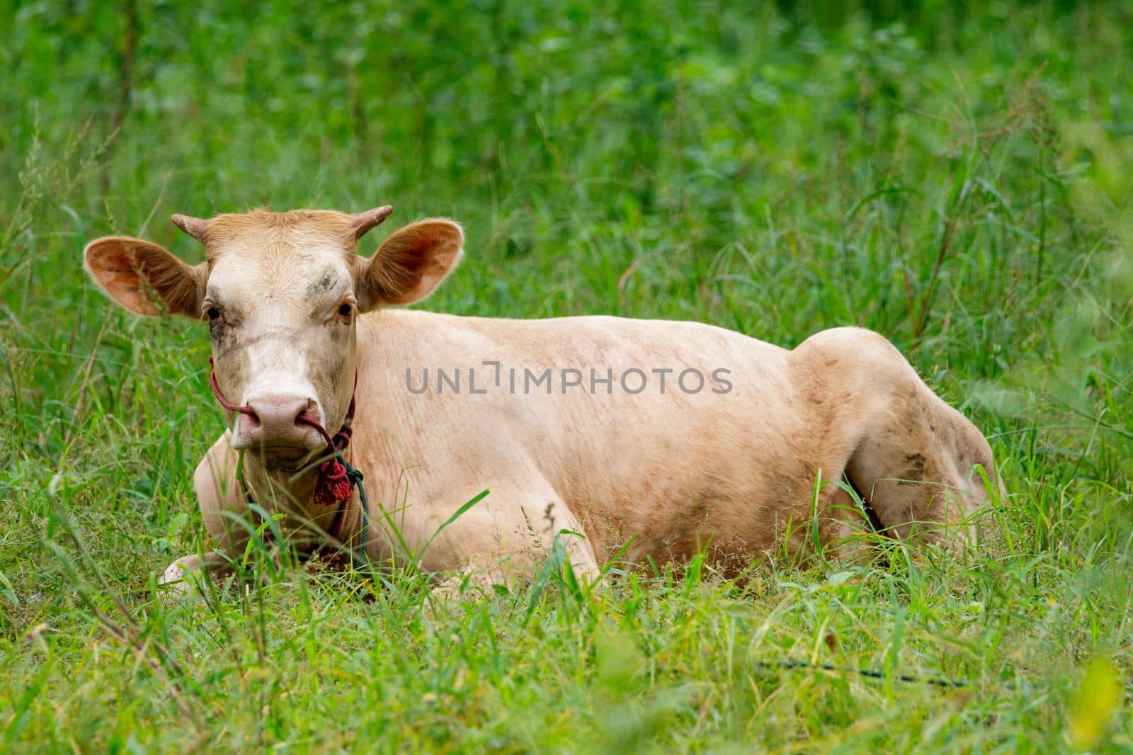 Image of cow relax on the green meadow. Farm Animal.