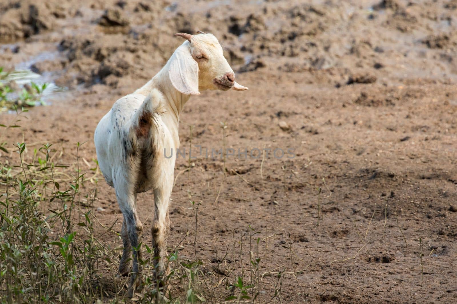 Image of white goat on the natural background. Farm Animal.