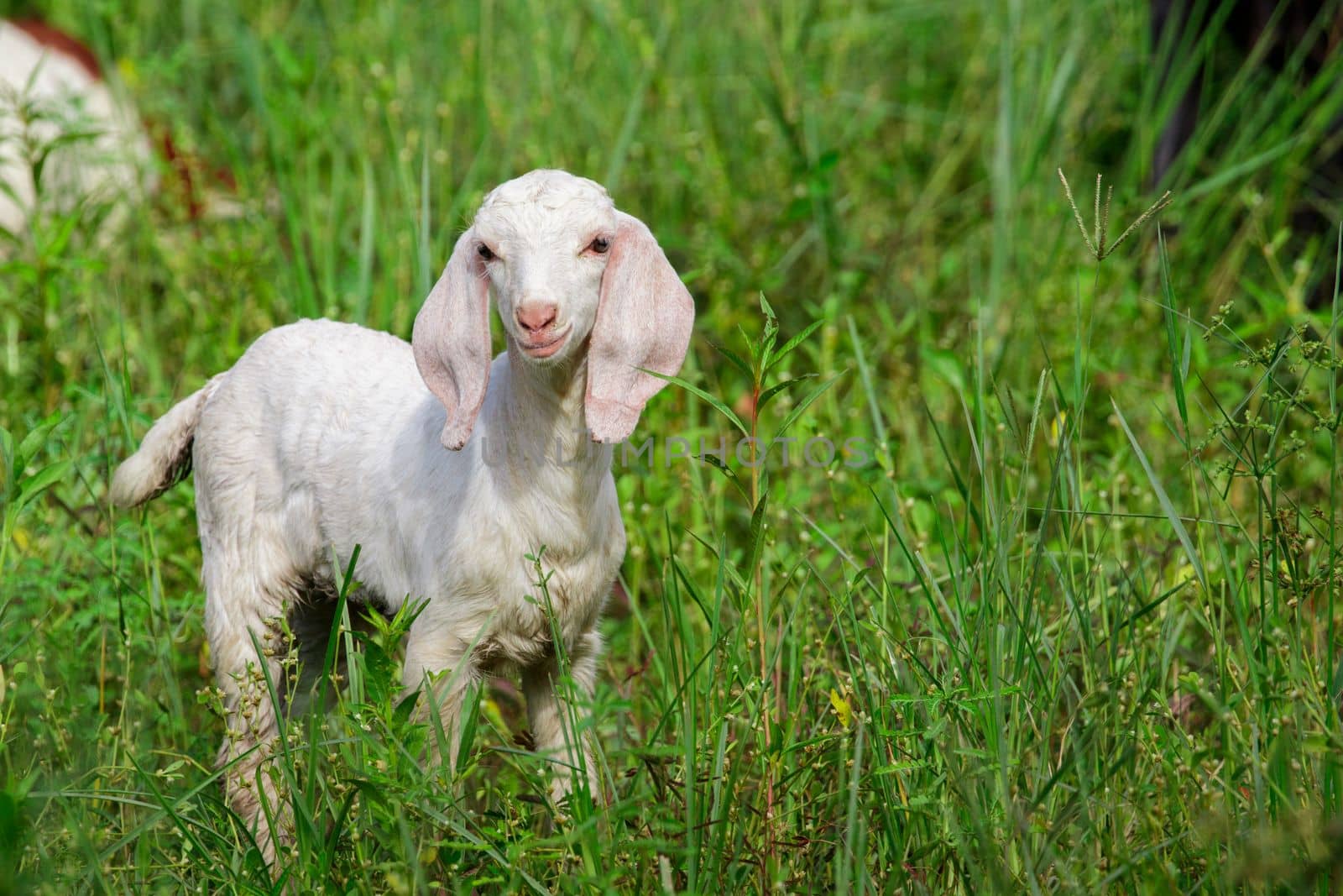 Image of little white goat on the green meadow. Farm Animal. by yod67
