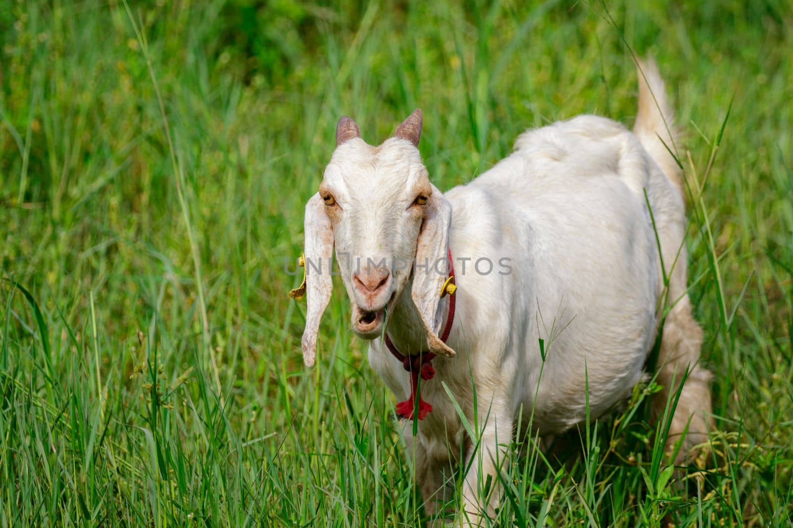 Image of little white goat on the green meadow. Farm Animal.