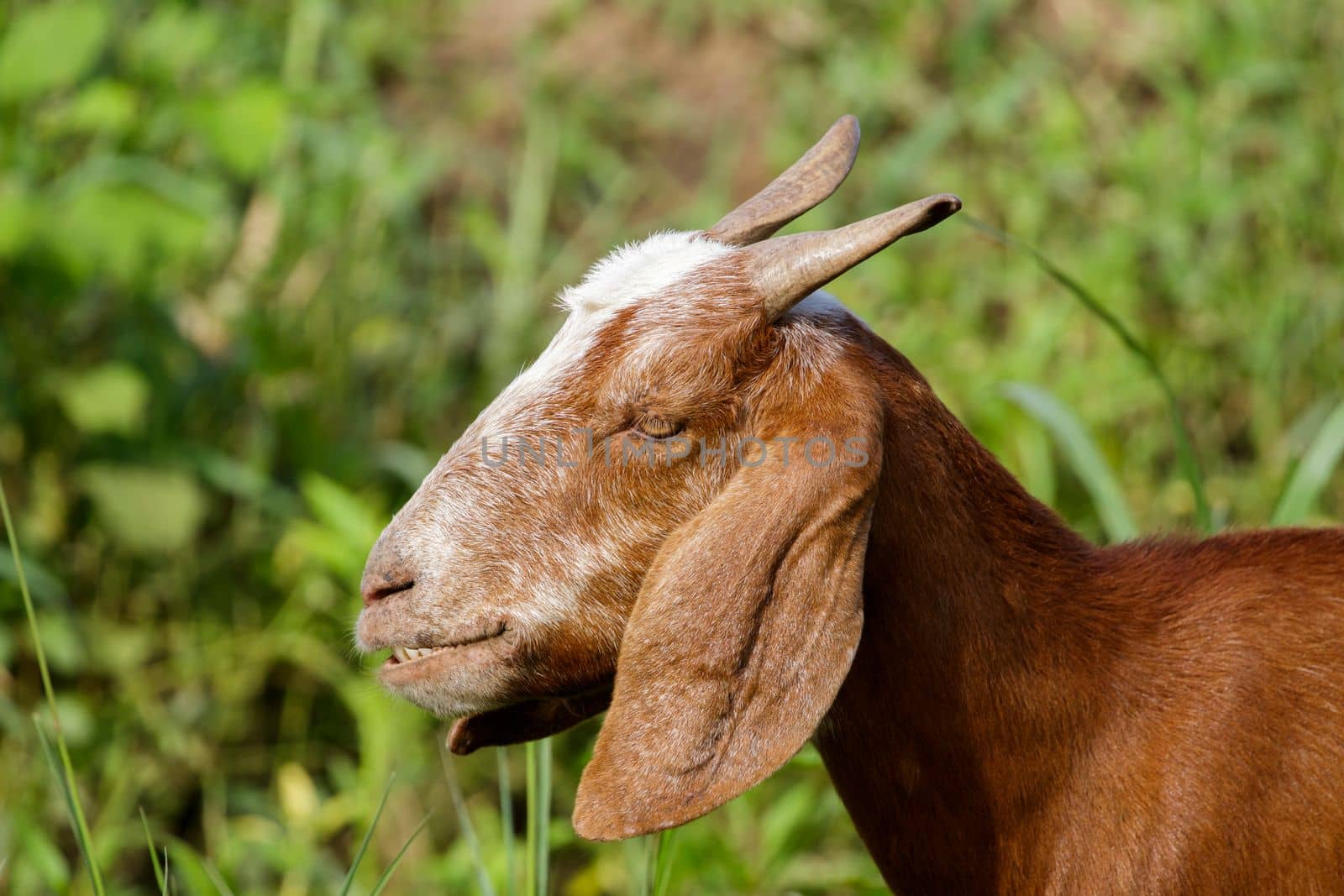 Image of brown goat on the green meadow. Farm Animal. by yod67