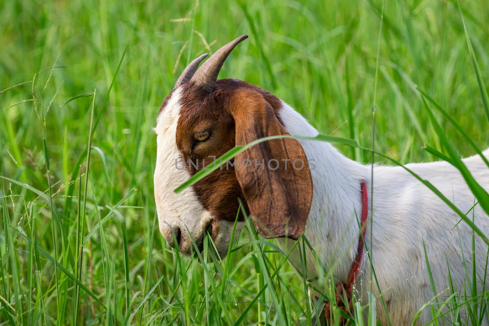 Image of goat is chewing grass on the green meadow. Farm Animal.