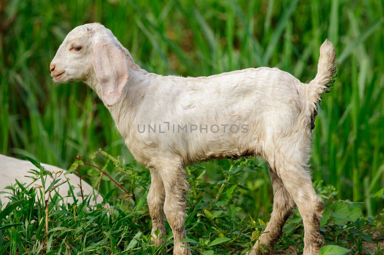 Image of little white goat on the green meadow. Farm Animal.