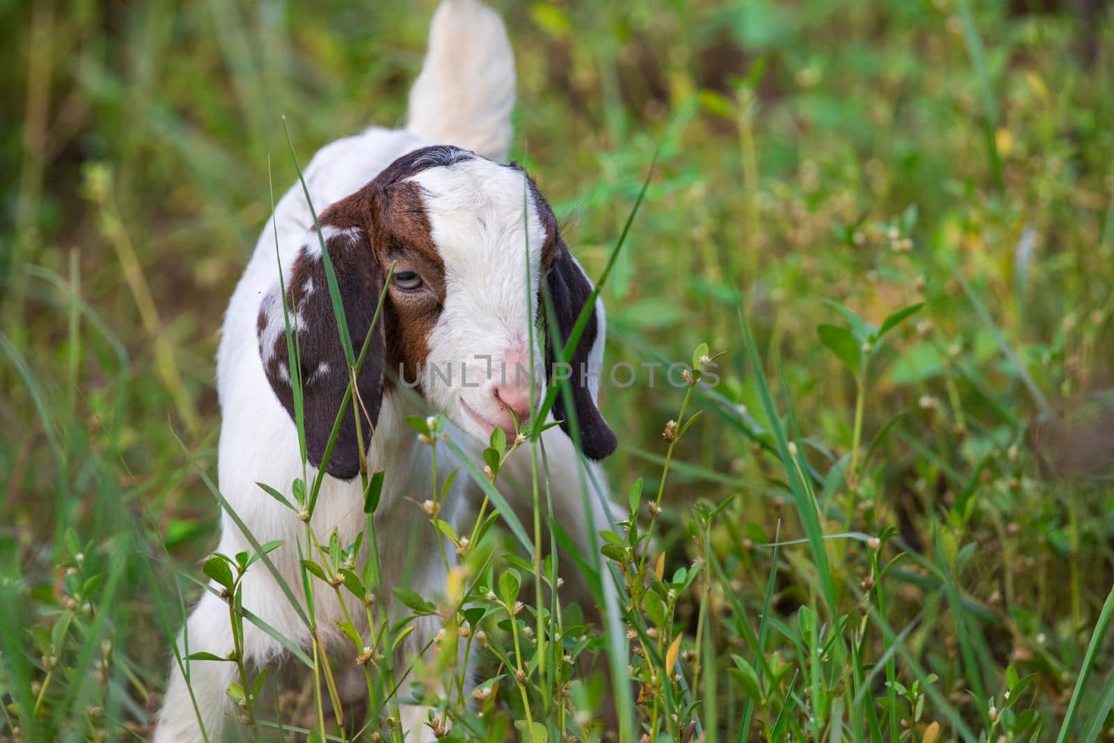 Image of little goat on the green meadow. Farm Animal.