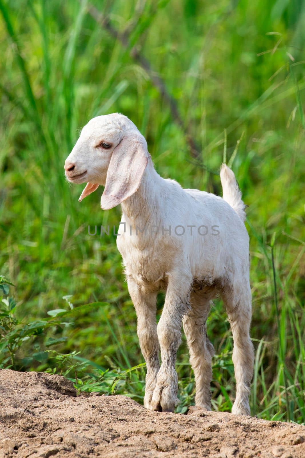 Image of little white goat on the green meadow. Farm Animal. by yod67