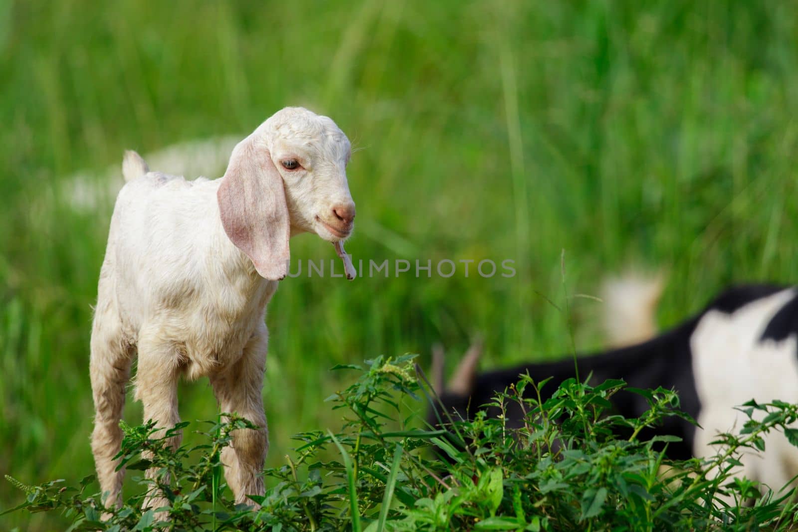 Image of little white goat on the green meadow. Farm Animal.