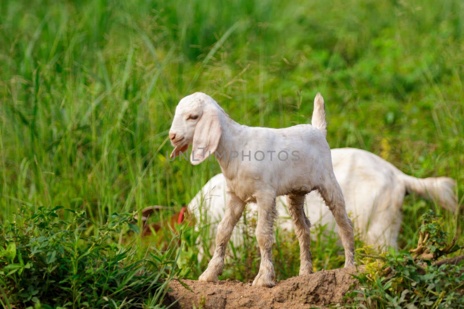 Image of little white goat on the green meadow. Farm Animal. by yod67