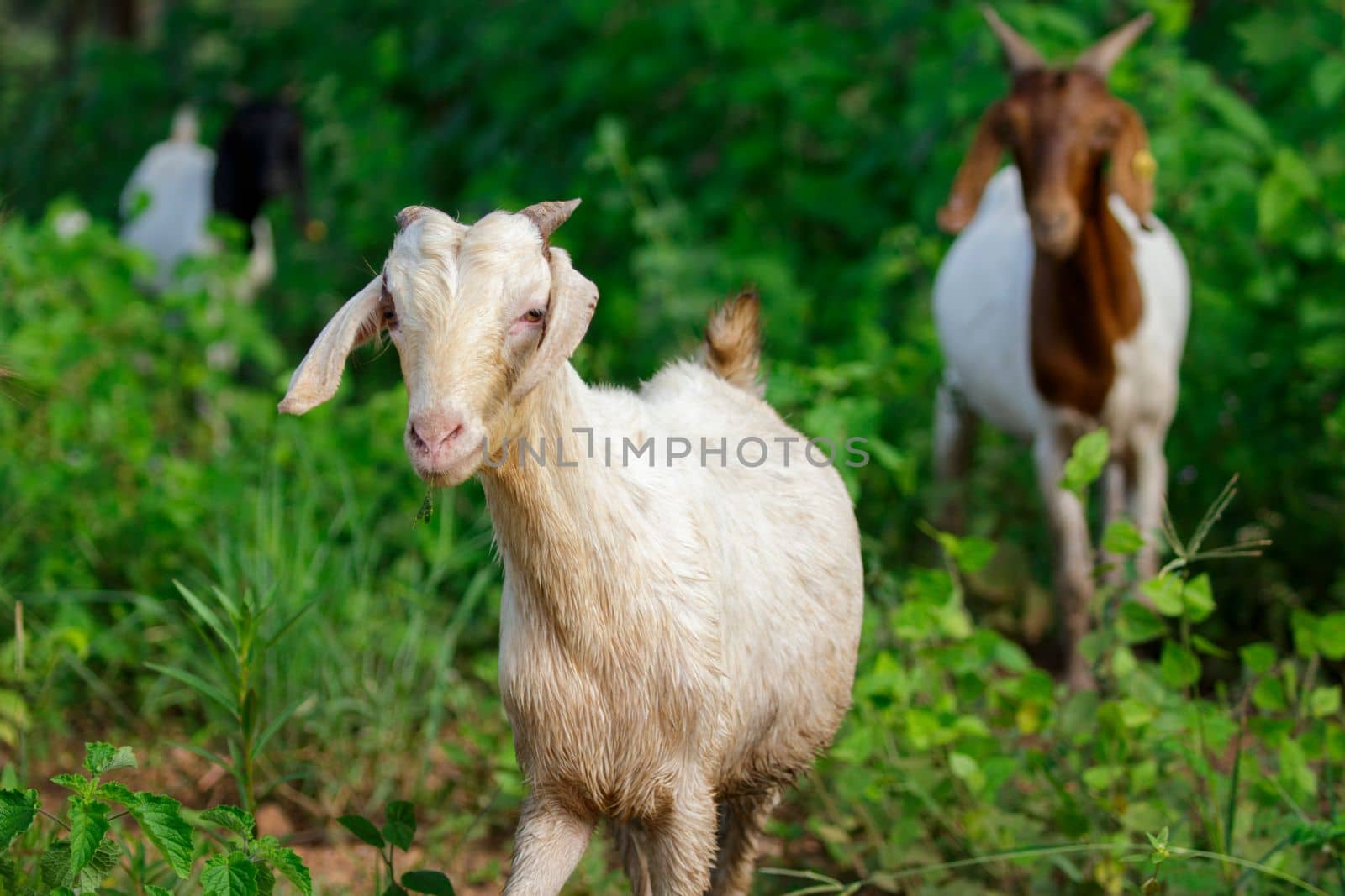 Image of white goat on the natural background. Farm Animal. by yod67