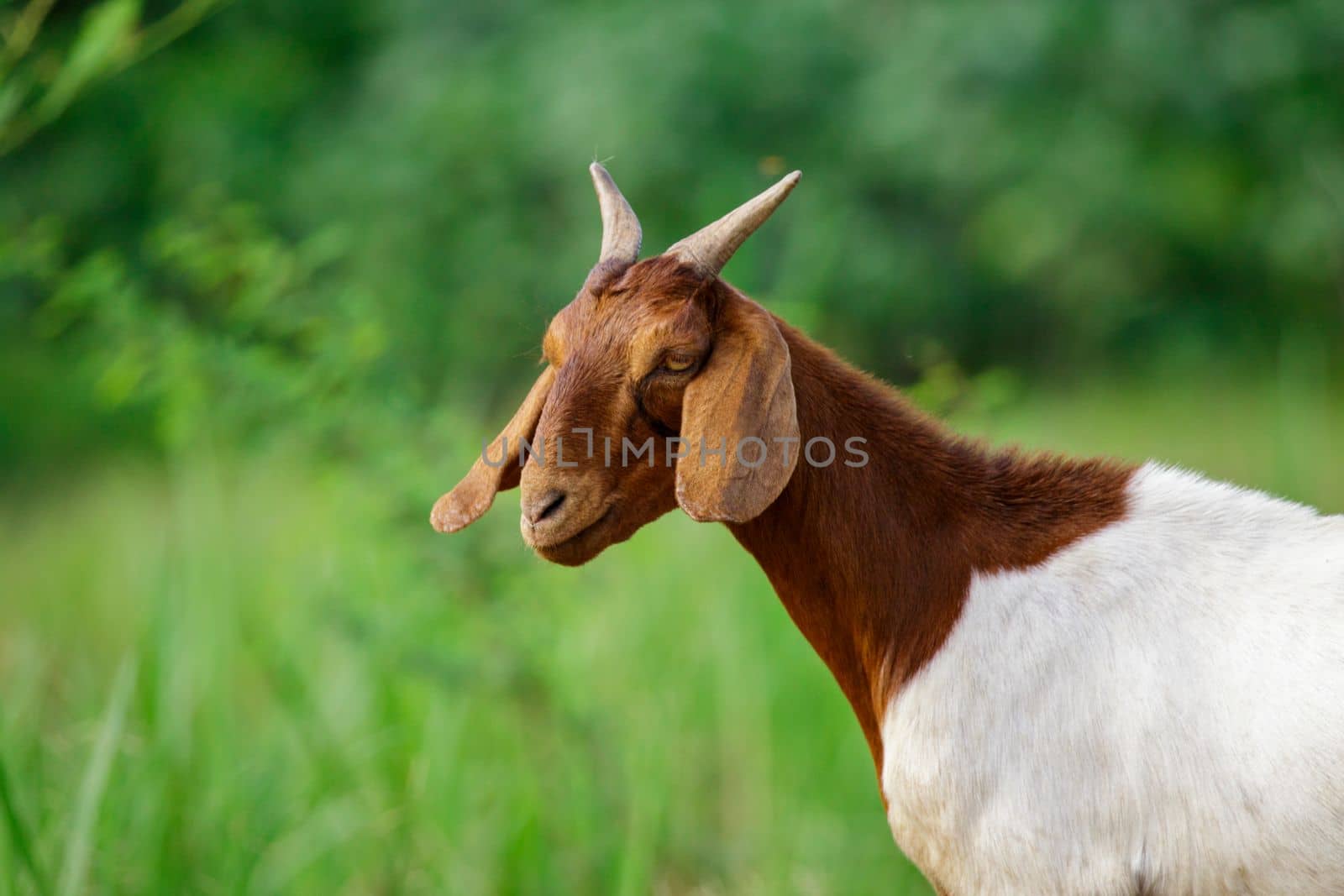 Image of goat on the green meadow. Farm Animal. by yod67