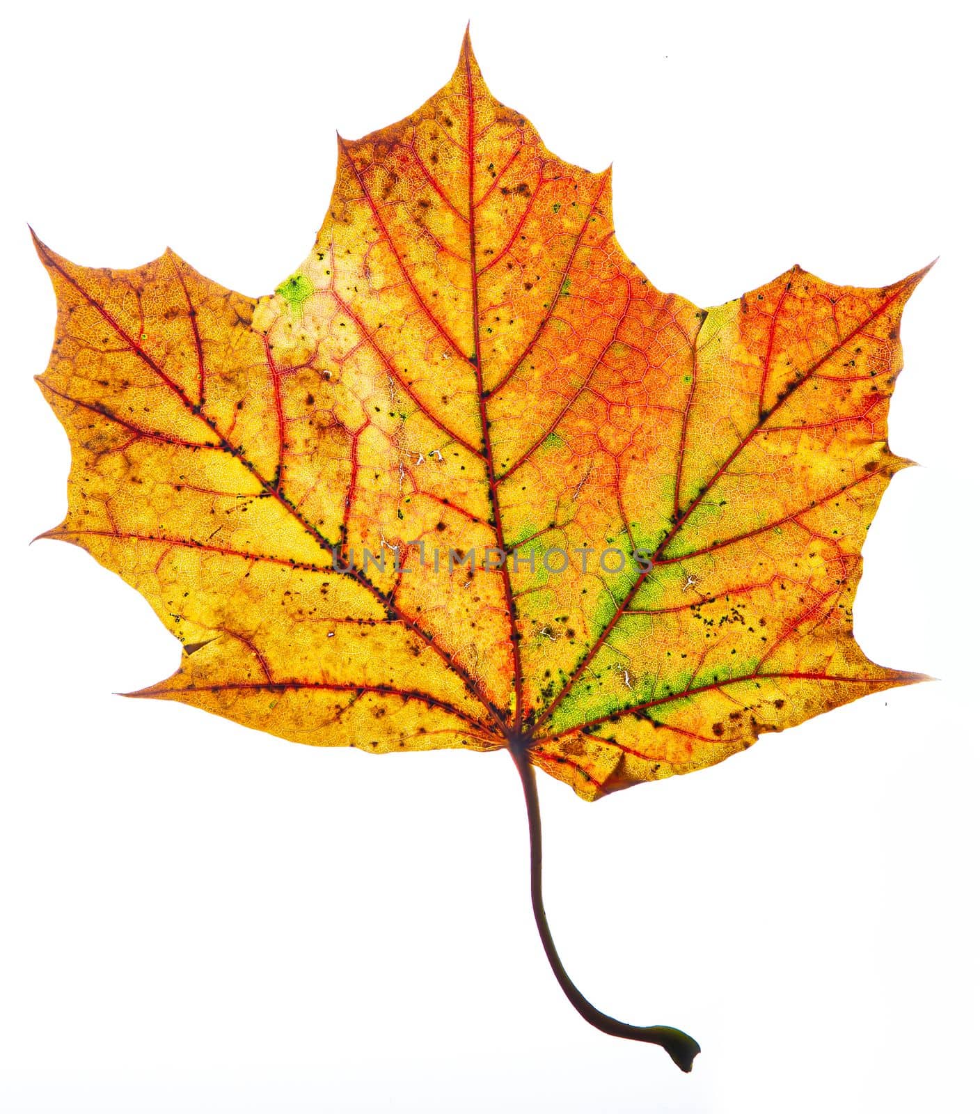 Isolated orange maple leaf with hints of green on the veins