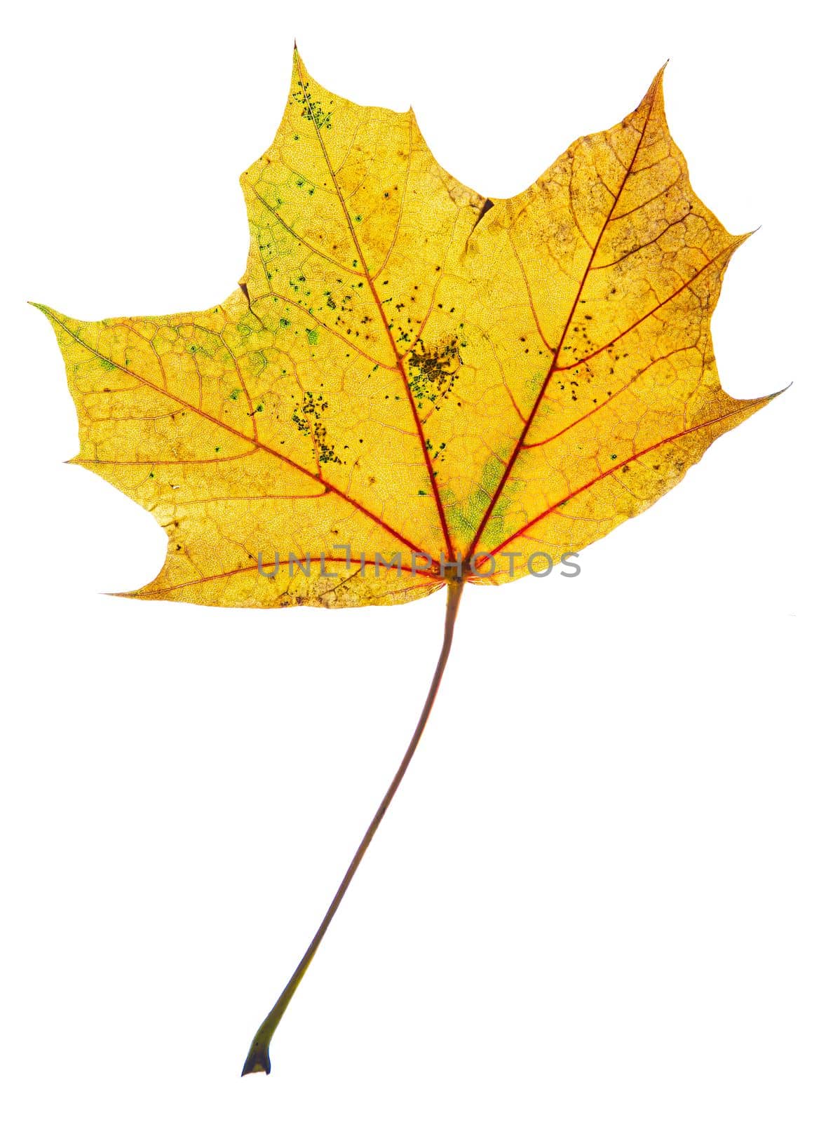Isolated yellow maple leaf with hints of green and brown