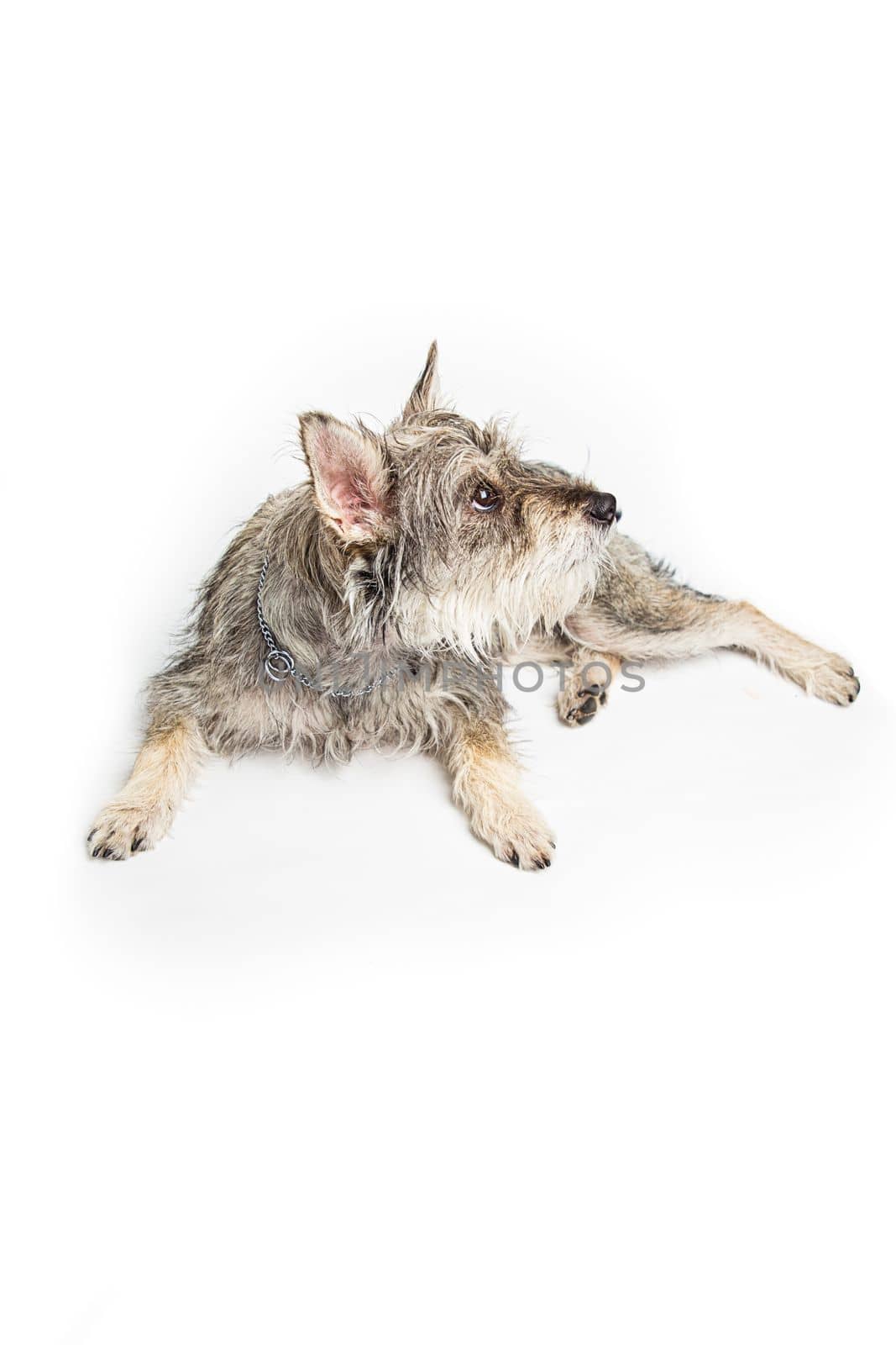 Minature schnauzer mixte, isolated on a white background, laying down