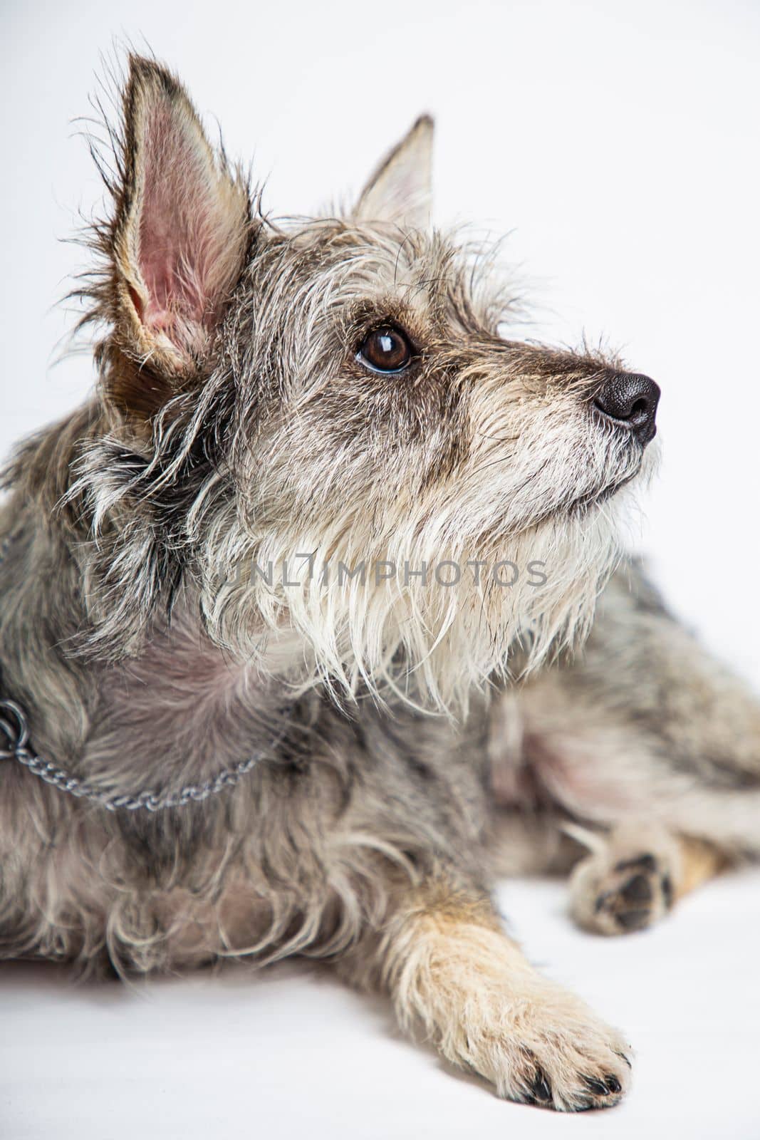 Minature schnauzer mixte, isolated on a white background, laying down and looking to the side