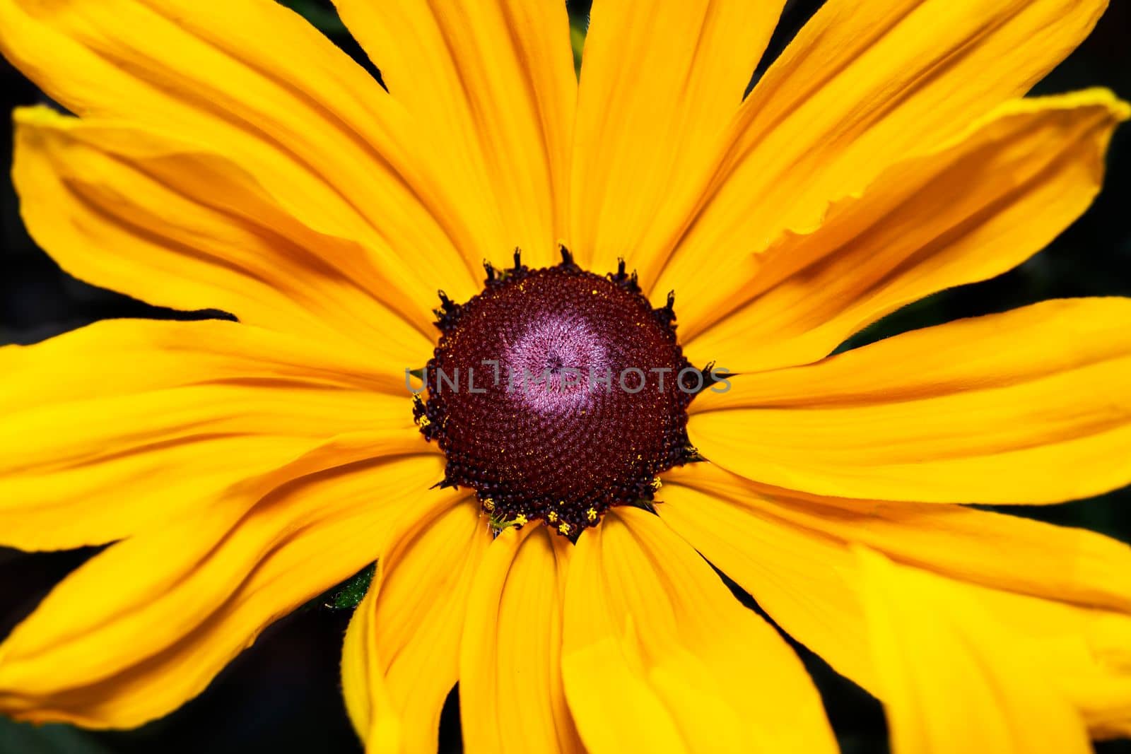 Macro shot if the inside of a Blackeyed Susan